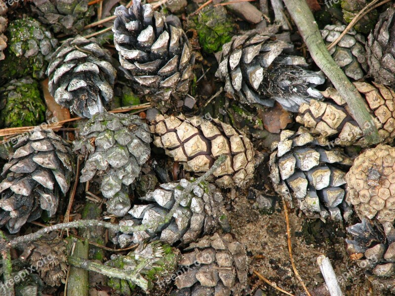 Pine Pine Cones Tree Wood Structure