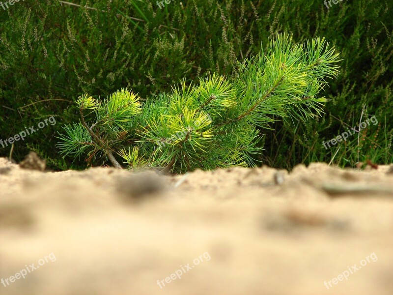 Pine Tree Young Conifer Softwood