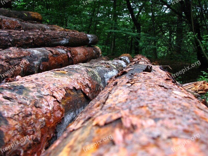 Wood Tribe Log Tree Forest