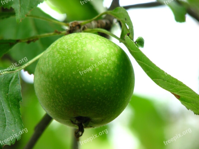 Apple Immature Green Fruit Crisp