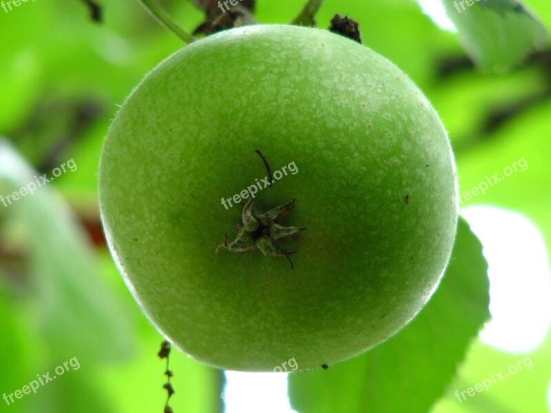 Apple Immature Green Fruit Crisp