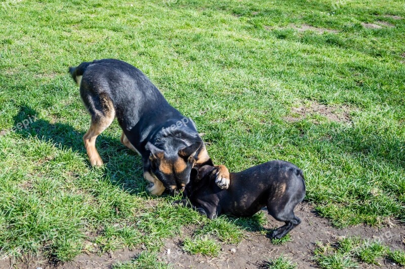 Dogs Frolic Grass Black Play