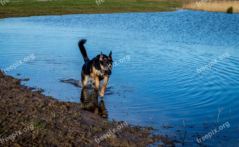 Dog Water Animal Racing Swimming