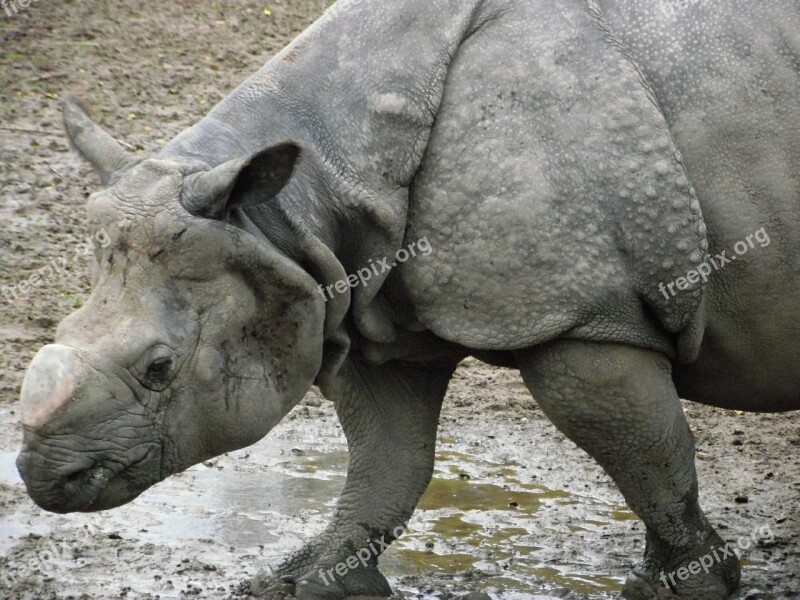 Rhino Rhinoceros Mammal Zoo Wildlife