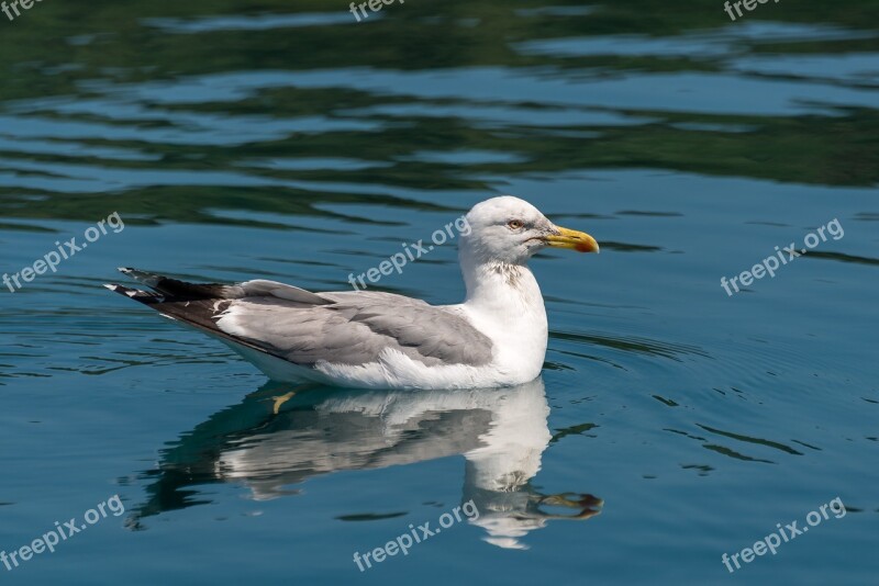 Seagull Bird Nature Free Photos