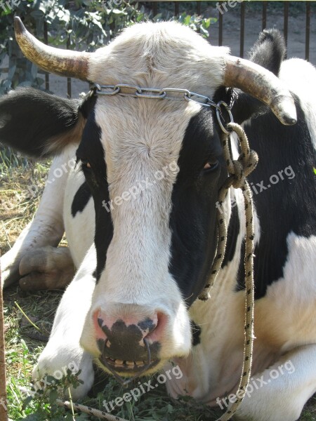 Bull Horns Domestic Cattle Beef Ruminant