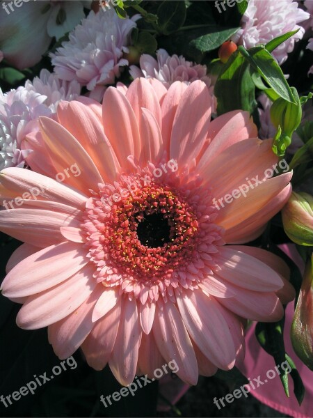 Gerbera Blossom Bloom Flowers Nature