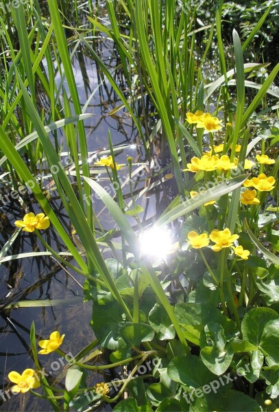 Feral Waters Bach Water Flowers