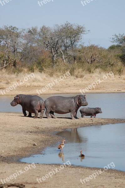 Hippopotamus Hippos Nature Wildlife Safari