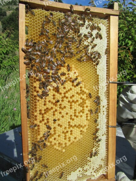 Bees Beehive Honey Beekeeper Beekeeping