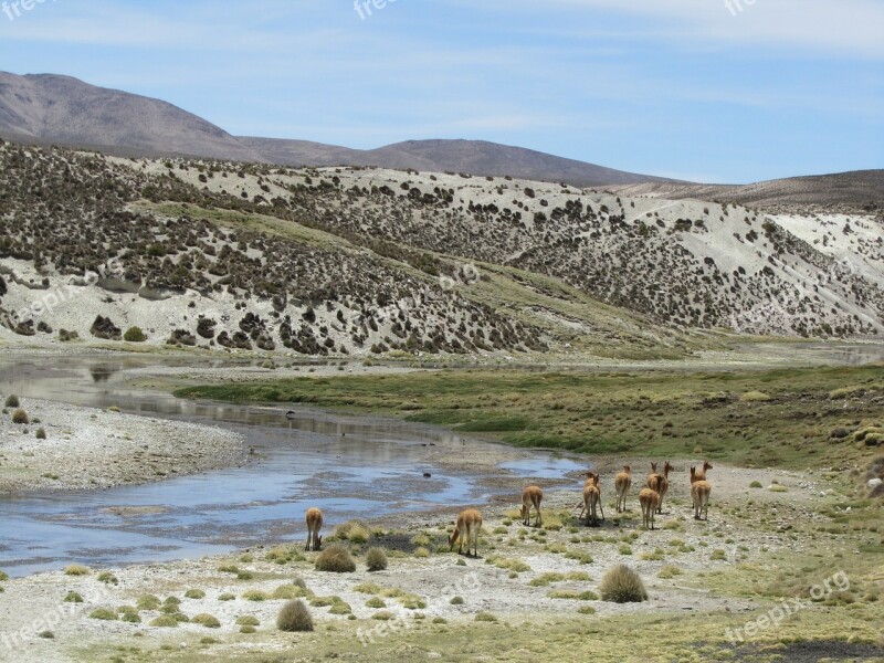 Alpaca Chile Parincota Kahl Mountains