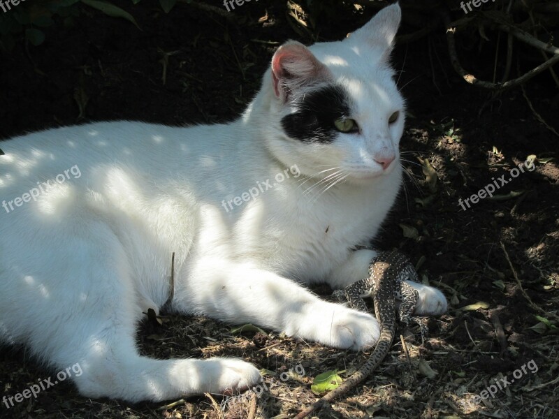 Cat Lizard White Shadow Prey