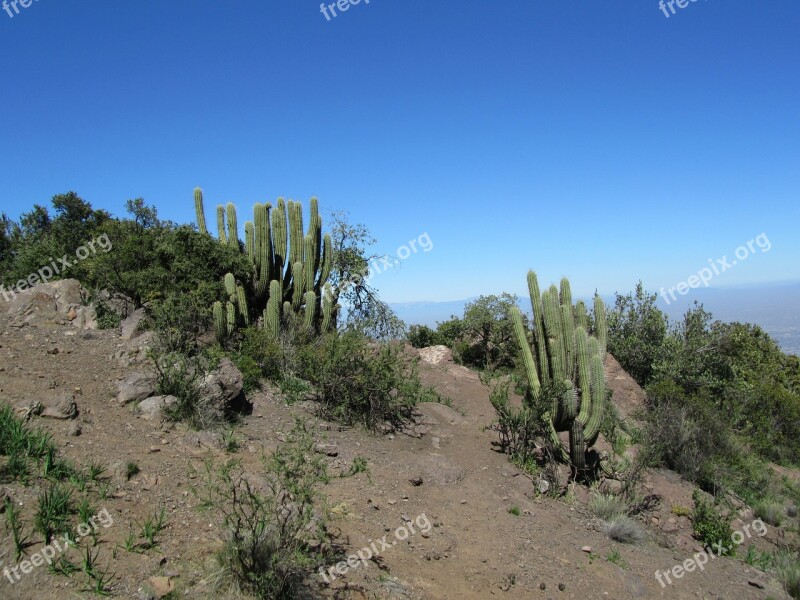 Cactus Chile Andes Dry Hot