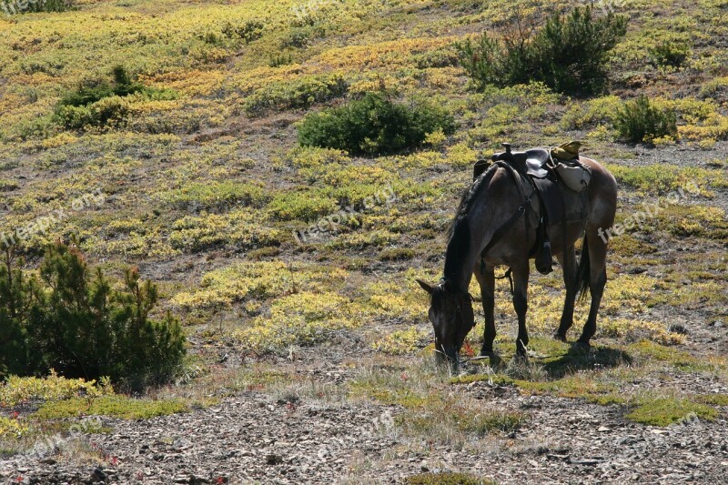 Horse Western Ride Graze Canada