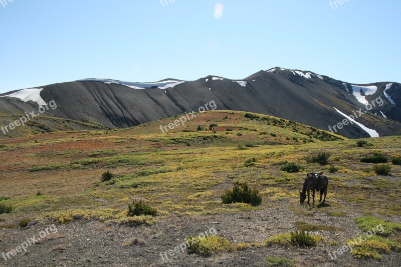 Canada Eldorado Mountains Outdoor Horse