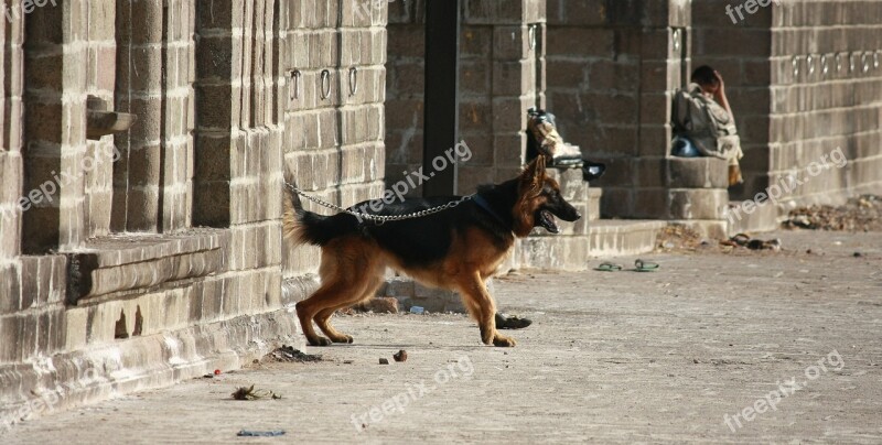 Dog Leashed Dog Leash Place Alone