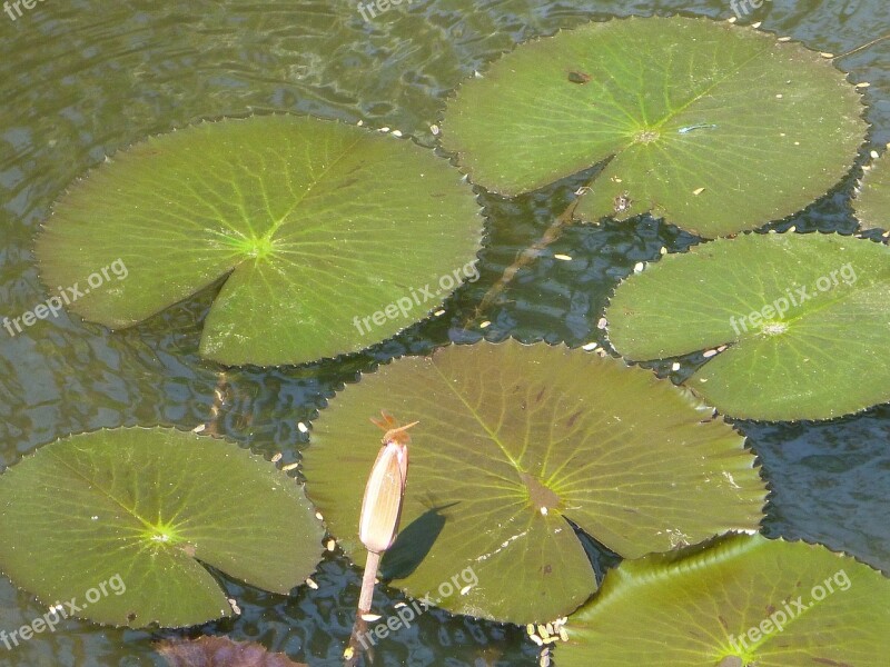 Lily Pads Lotus Leaves Pond Water