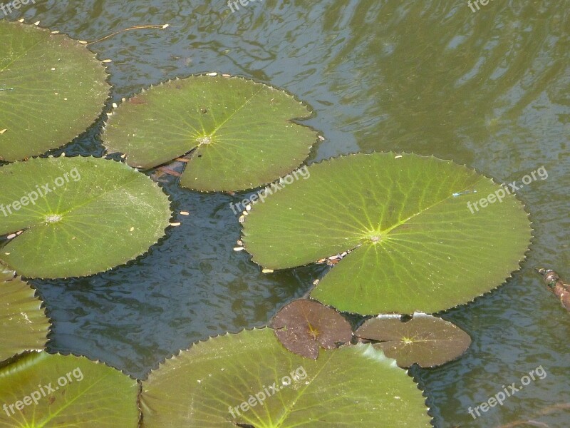 Lily Pads Lotus Leaves Pond Water