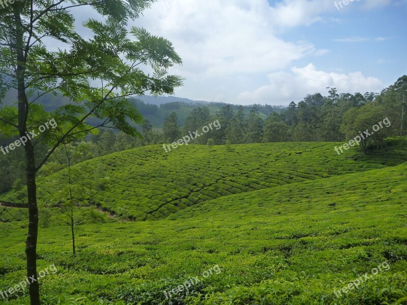 Tea Plantation Plantation Landscape Tree Green