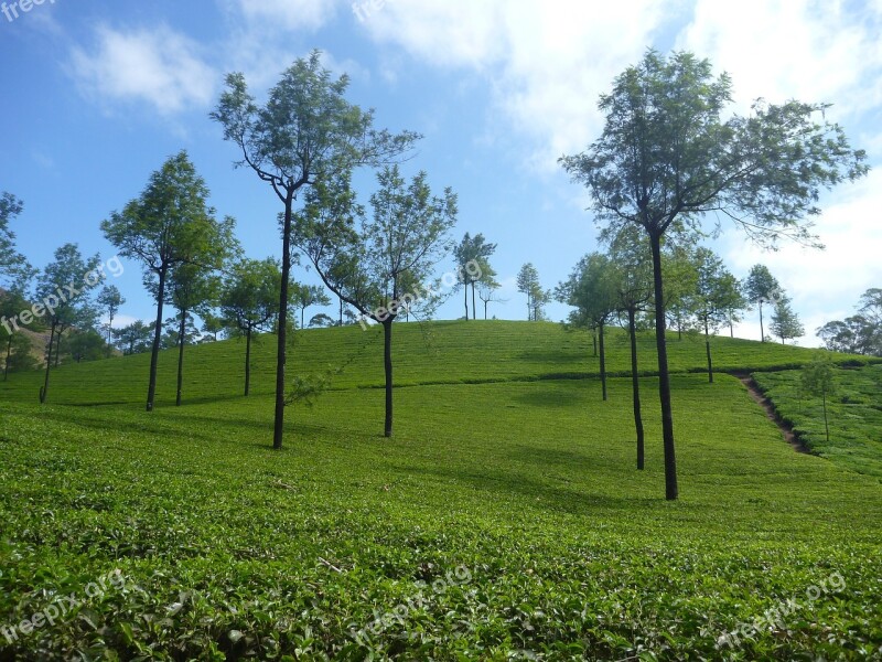 Tea Plantation Plantation Landscape Tree Green