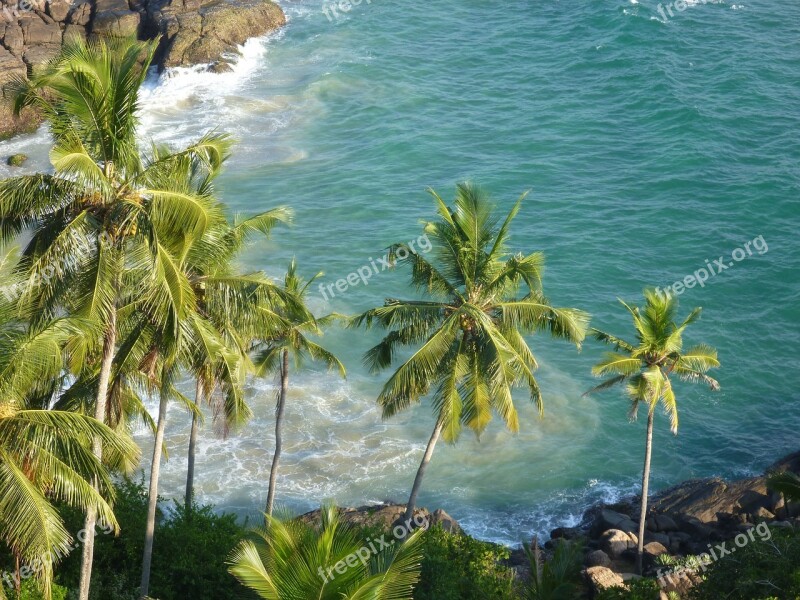 Tropical Sea Coconut Trees Palm Trees Palms