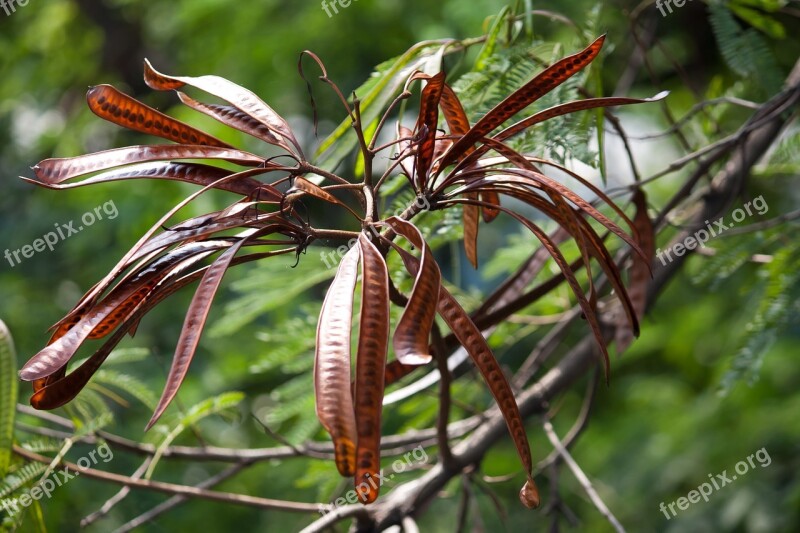 Seed Pods Plant Bushes Beans Nature