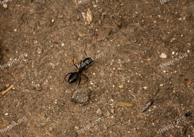 Ant Insect Black Crawling Small