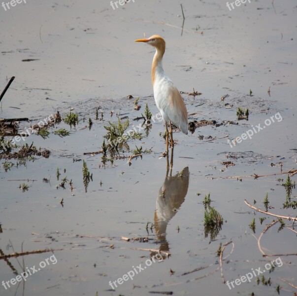 Egret Bird White Standing Water