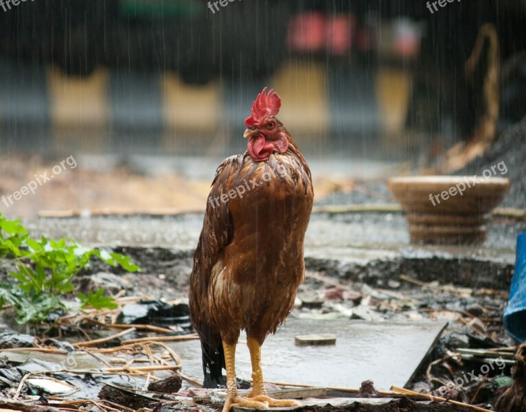 Cock Rain Bird Wet Farm Animal