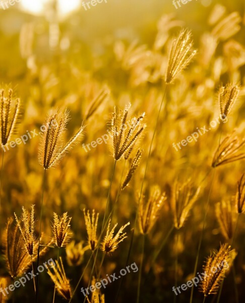 Fields Grass Golden Sunset Free Photos