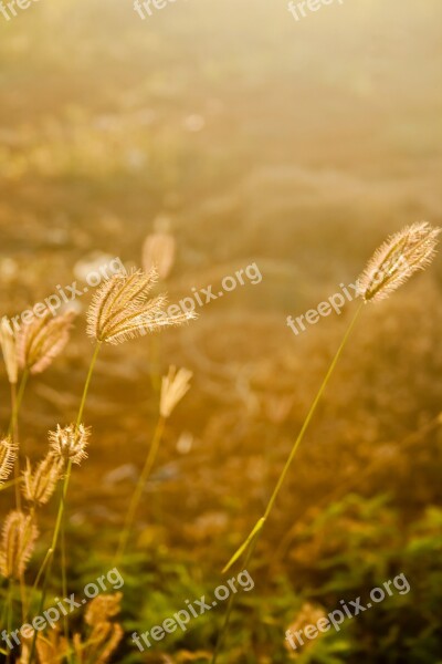 Fields Grass Golden Sunset Free Photos