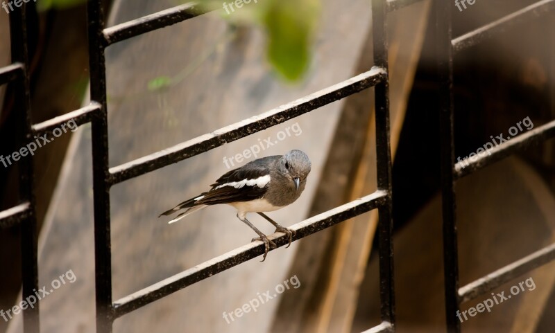 Bird Small Fence Iron Free Photos