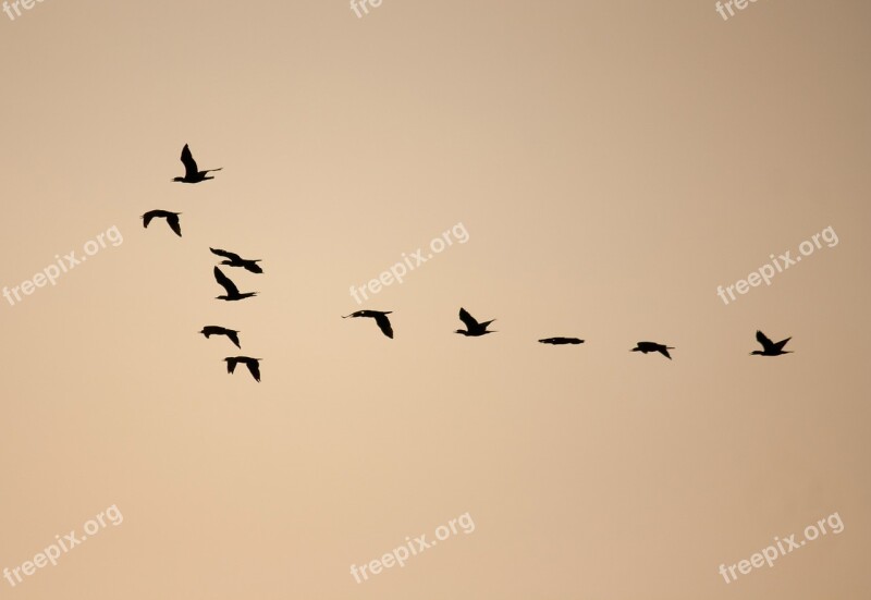 Birds Formation Flock Flocking Flying