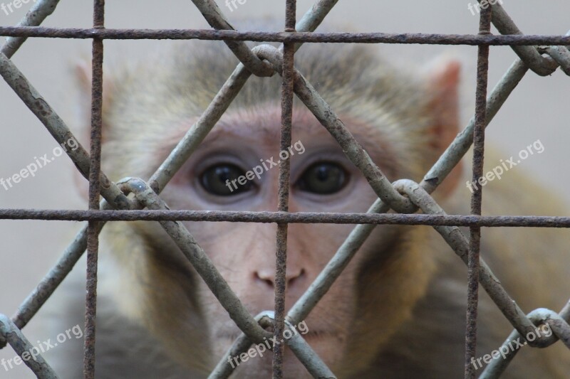 Monkey Staring Face Fence Cage