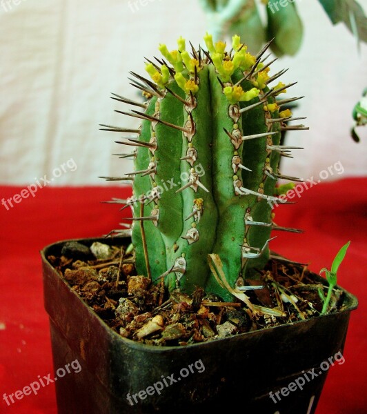 Cactus Potted Plant Small Cacti Thorns