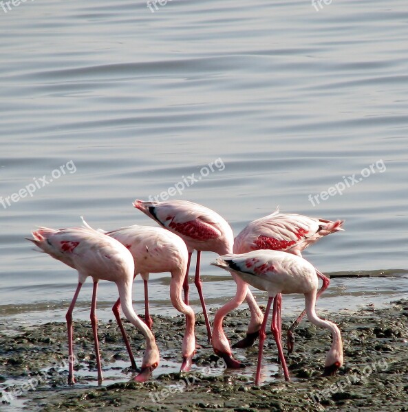 Flamingos Group Birds Pink Eating