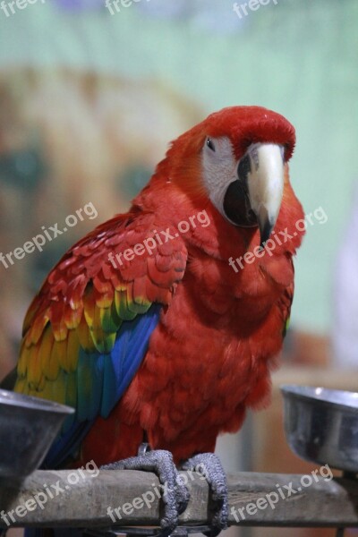 Macaw Parrot Scarlet Bird Red