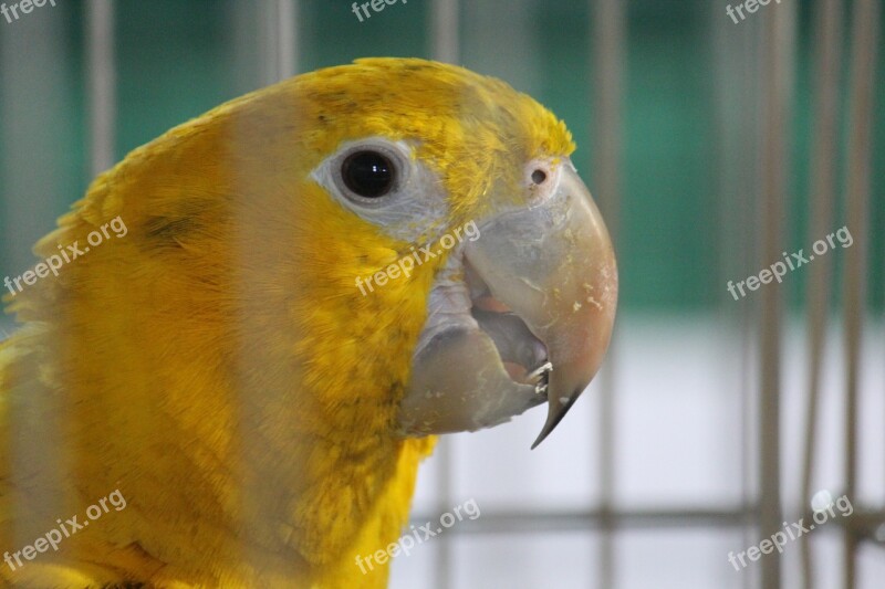 Parrot Yellow Bird Cage Free Photos