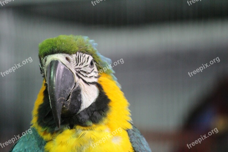 Parrot Yellow Macaw Bird Beak