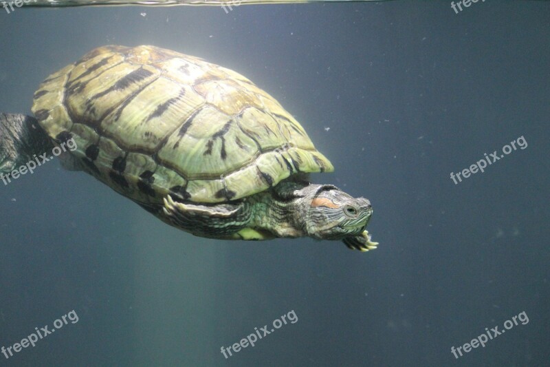 Tortoise Turtle Water Aquarium Deep