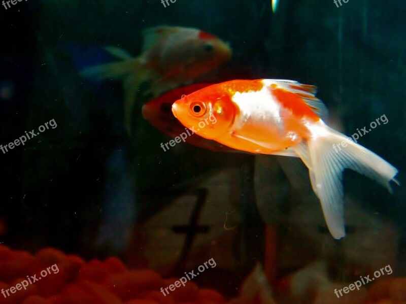 Goldfish Fish Aquarium Fish Tank Water