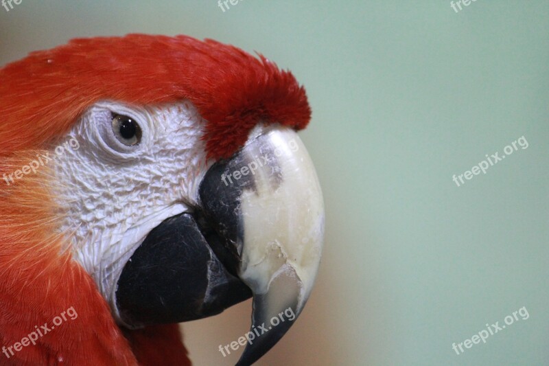 Macaw Parrot Red Scarlet Bird