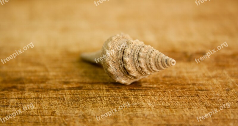 Shell Sea Snail House Spiral Seashell