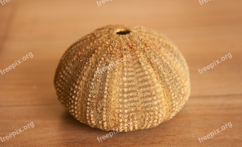 Sea Urchin Sea Life Shell Echinite Free Photos