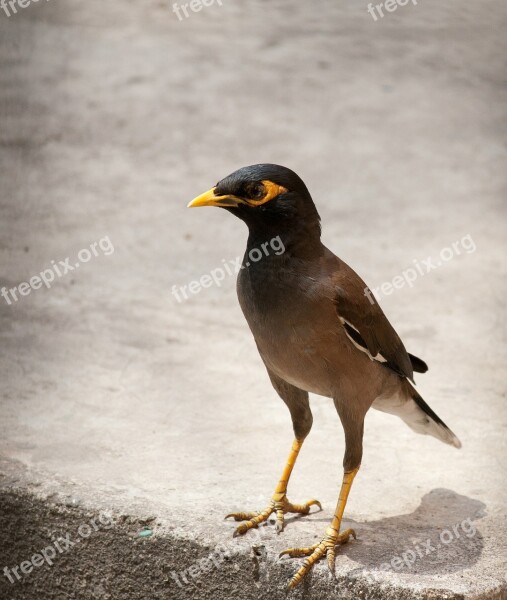 Myna Bird Perched Sidewalk Free Photos