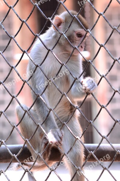 Monkey Climb Cage Encaged Animal