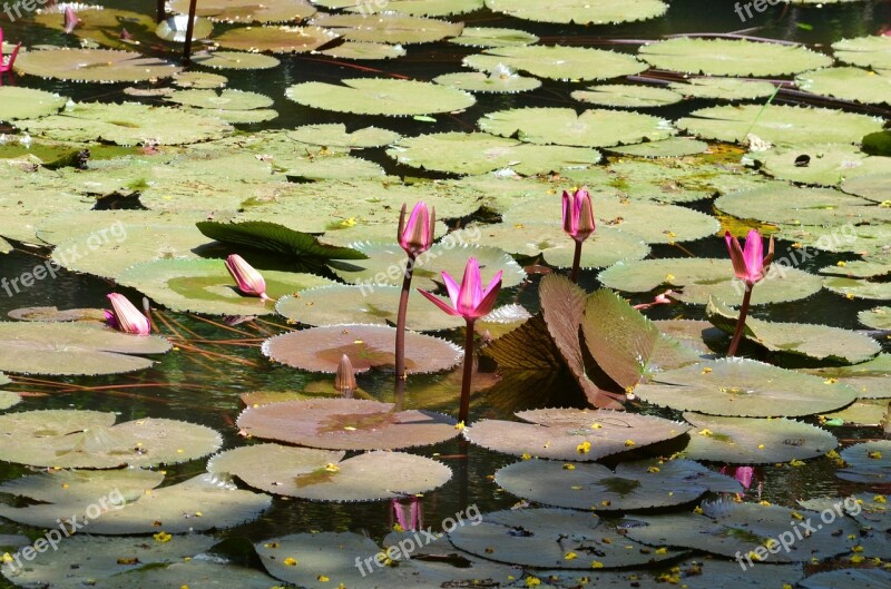 Lily Pads Lotus Flower Pond Water Lily