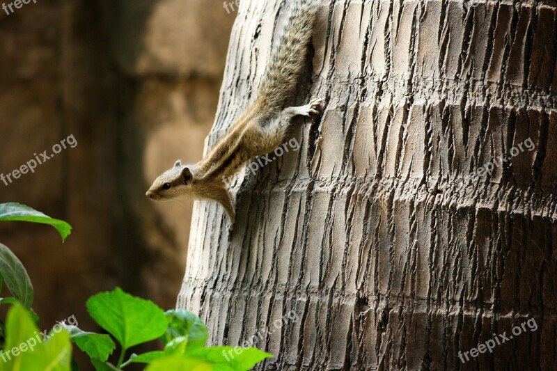 Squirrel Palm Tree Climbing Rodent Animal