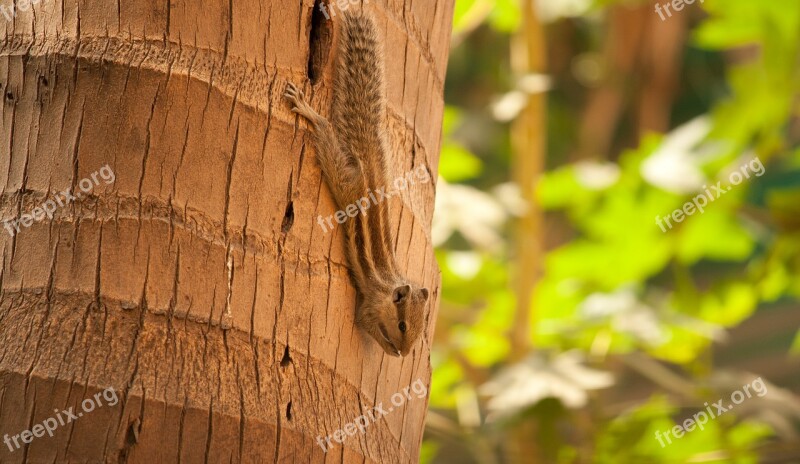 Squirrel Palm Tree Climbing Rodent Animal