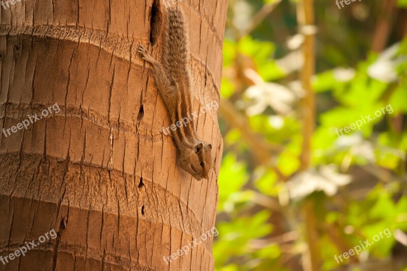 Squirrel Palm Tree Climbing Rodent Animal